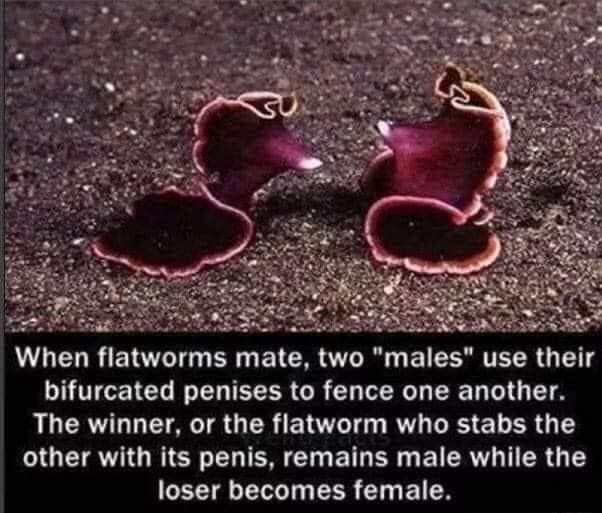 When Flatworms Mate Two Males Use Their Bifurcated Penises To Fence One Another The Winner 8982