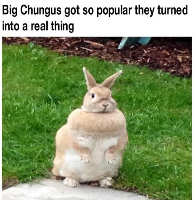 Big Chungus got so popular they turned into a real thing - iFunny
