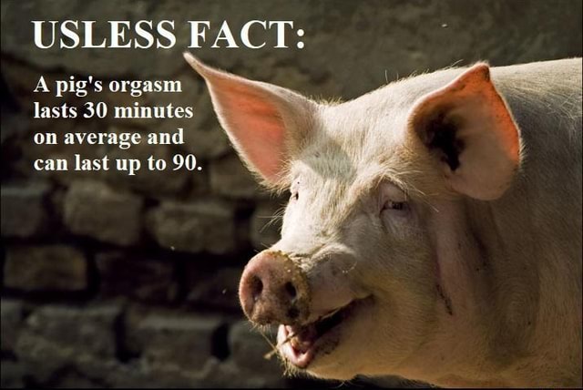 USLESS FACT A pig s orgasm lasts 30 minutes on average and can