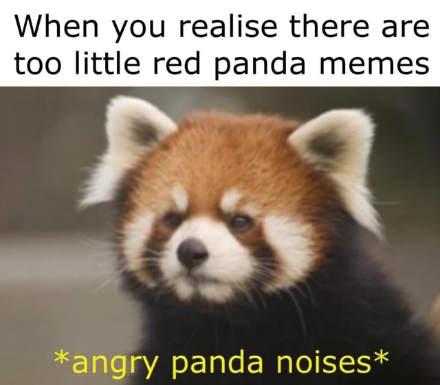 When you realise there are too little red panda memes *angry panda ...