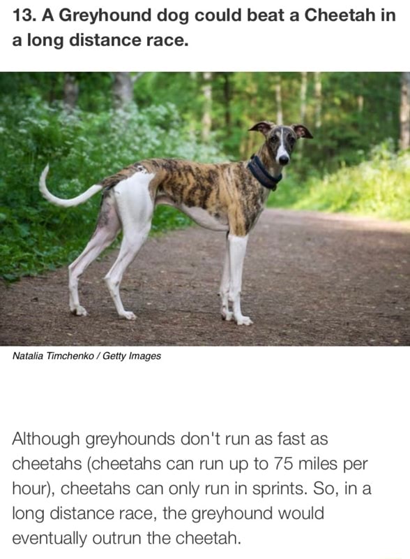 13. A Greyhound dog could beat a Cheetah in a long distance race