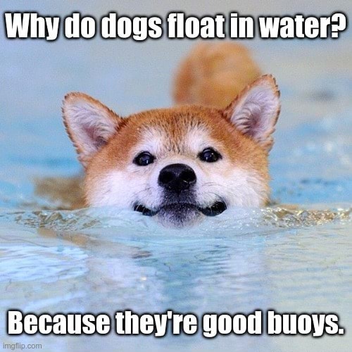 Why do dogs float in water? Because they're good buoys. WHLSM