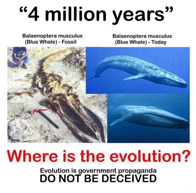 "4 million years" Balaenoptera musculus Balaenoptera musculus (Blue