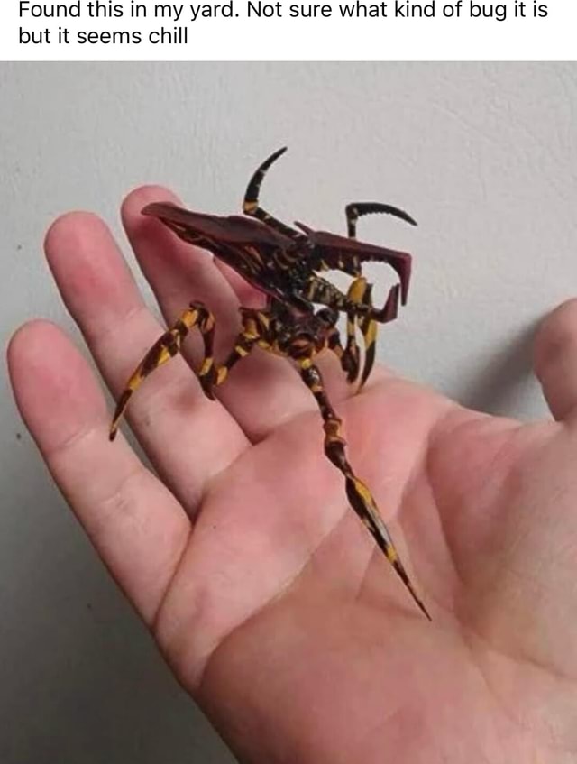 Found this in my yard. Not sure what kind of bug it is but it seems ...