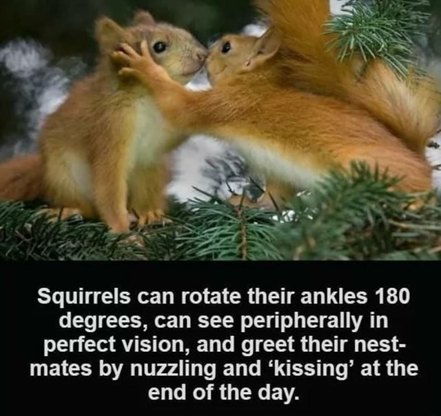 SS Squirrels can rotate their ankles 180 degrees, can see peripherally ...
