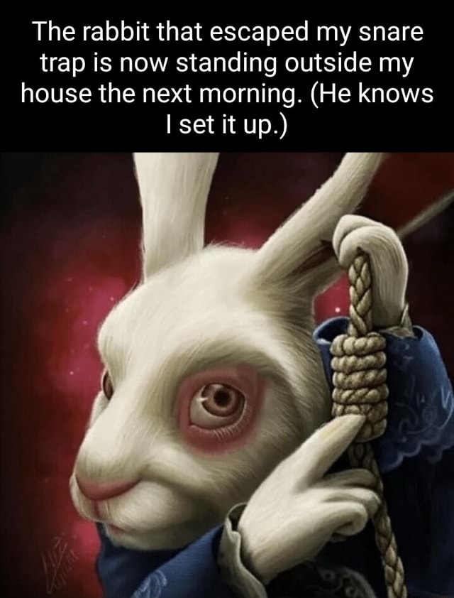 A Rabbit Trap Meme The rabbit that escaped my snare trap is now standing outside my house ...