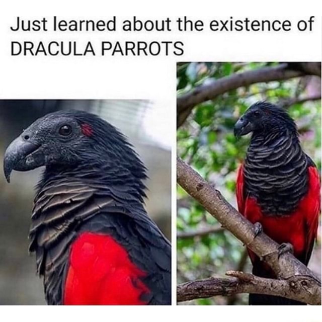 Goth parrot 🖤🖤 - Just learned about the existence of DRACULA PARROTS ...