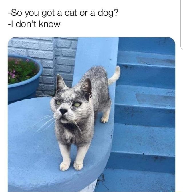 So you got a cat or a dog? I don't know iFunny