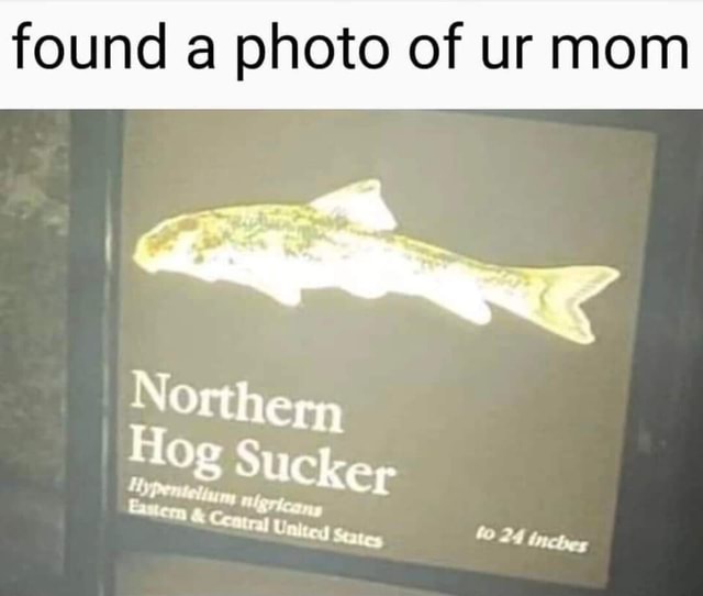 Found A Photo Of Ur Mom Northern Hog Sucker 24 Inches Ifunny