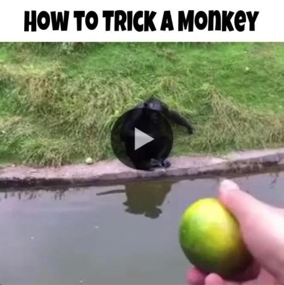 HOW TO TRICK A MONKEY iFunny Brazil