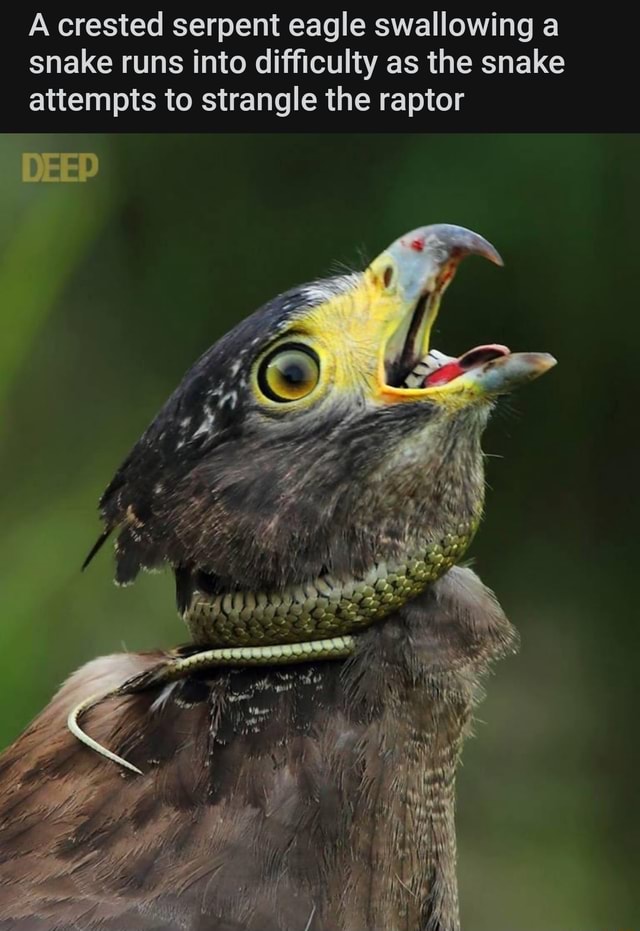 Picture Idea: A Crested Serpent Eagle Swallowing A Snake Runs Into Difficulty