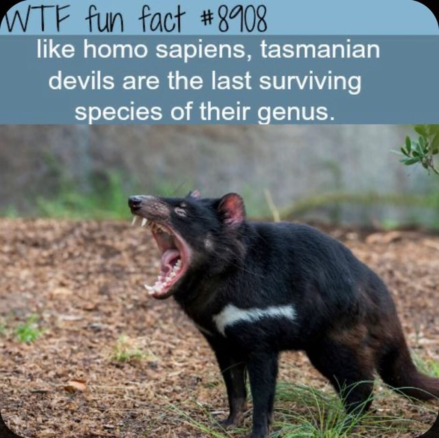 ANTE fun fact #8708 like homo sapiens, tasmanian devils are the last