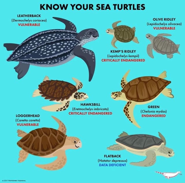 KNOW YOUR SEA TURTLES LEATHERBACK (Dermochelys coriocea) OLIVE RIDLEY ...