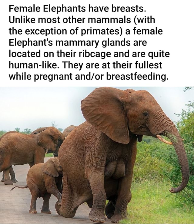 Female Elephants have breasts. Unlike most other mammals (with the exception of primates) a