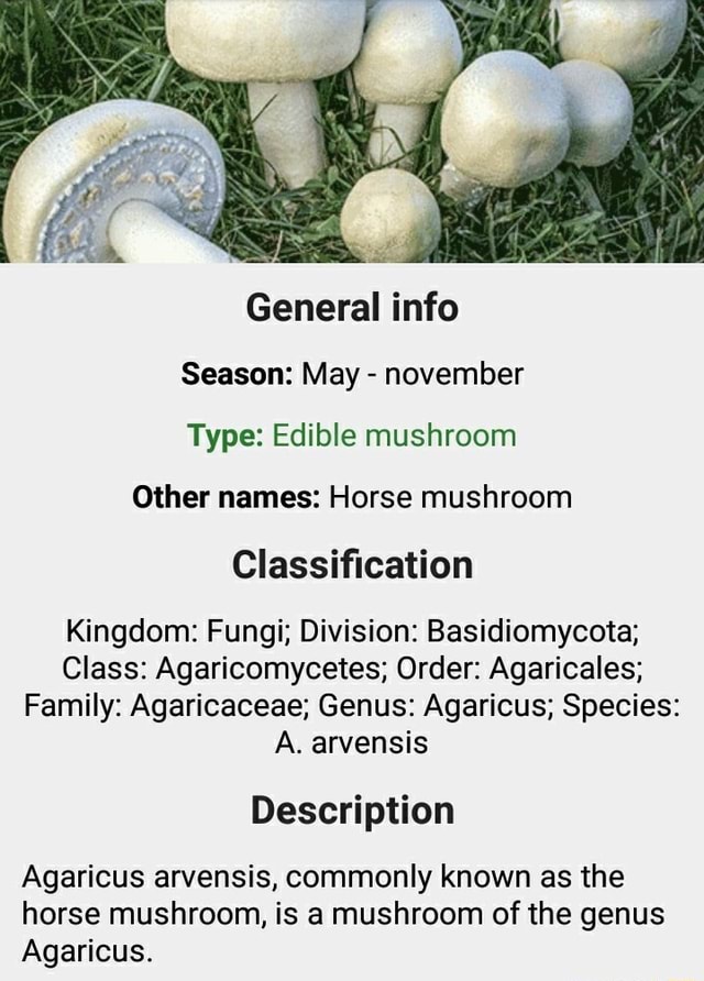 General info Season: May november Type: Edible mushroom Other names ...