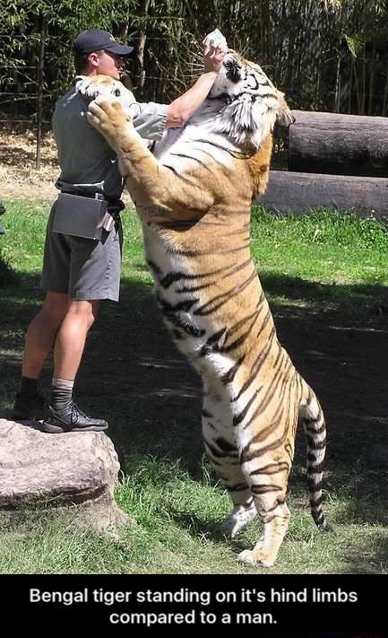 Bengal Tiger Standing On It S Hind Limbs Compared To A Man. - Bengal 