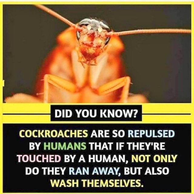 DID YOU KNOW? COCKROACHES ARE SO REPULSED BY HUMANS THAT IF THEY'RE ...