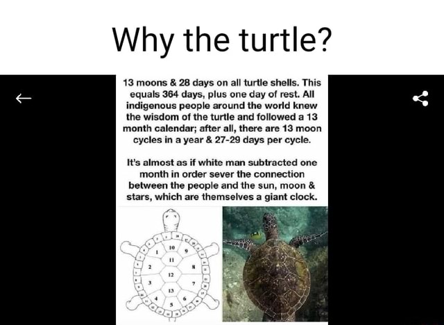 Why the turtle? 13 moons & 28 days on all turtle shells. This equals ...