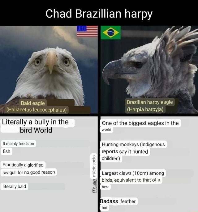 The Virgin American Bald Eagle vs The Chad Brazilian Harpy Eagle : r/memes
