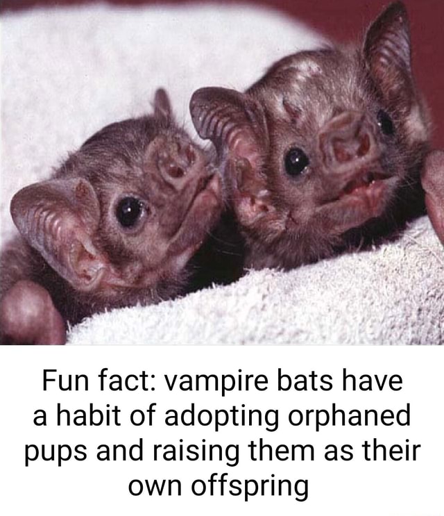 Fun fact: vampire bats have a habit of adopting orphaned pups and ...