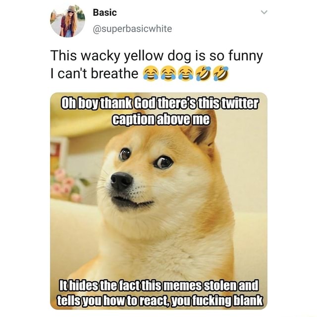 @superbasicwhite This wacky yellow dog is so funny I can't breathe