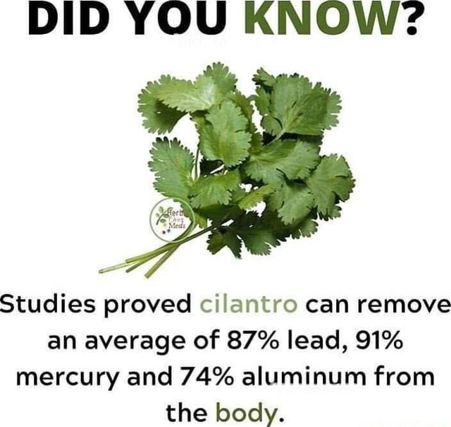 DID YOU KNOW? Studies proved cilantro can remove an average of 87 lead