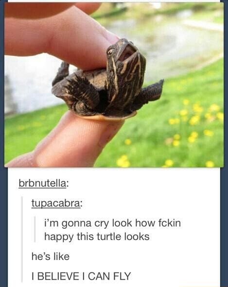 I M Gonna Cry Look How Fckin Happy This Turtle Looks Uso I Believe I Can Fly