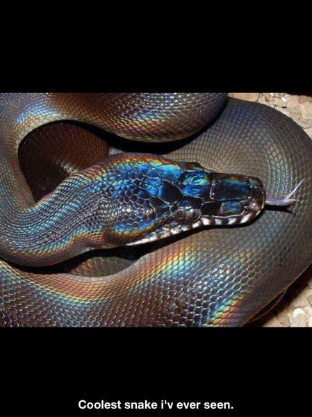 Coolest snake i'v ever seen. - )