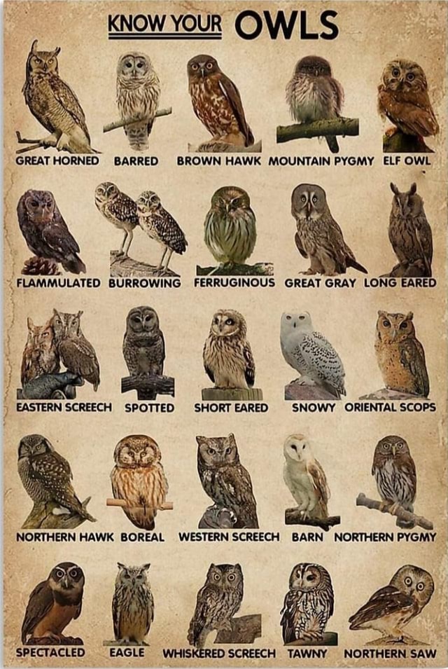 KNOW YOUR OWLS GREATHORNED BARRED BROWN HAWK MOUNTAIN PYGMY ELF ...