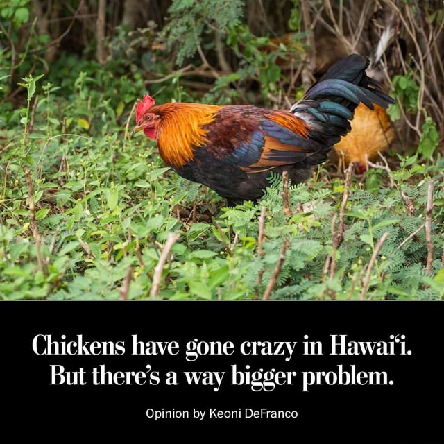 Chickens have gone crazy in Hawaii. But there's a way bigger problem
