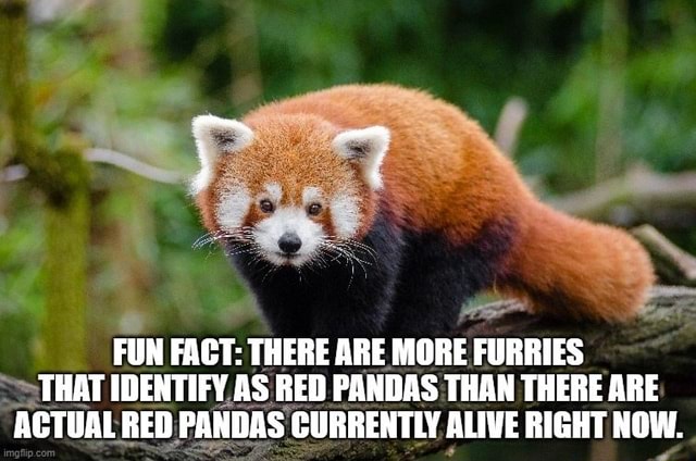 FUN FACT: THERE ARE MORE FURRIES THAT IDENTIFY AS RED PANDAS THAN THERE ...