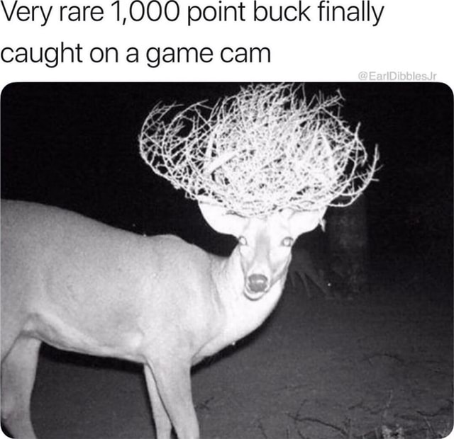 Very rare 1,000 point buck finally caught on a game cam iFunny