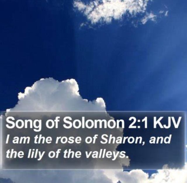 Song of Solomon KJV am the rose of Sharon, and the lily of the valley