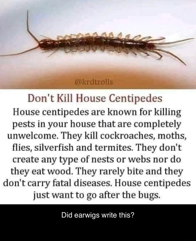 Don't Kill House Centipedes House Centipedes Are Known For Killing ...