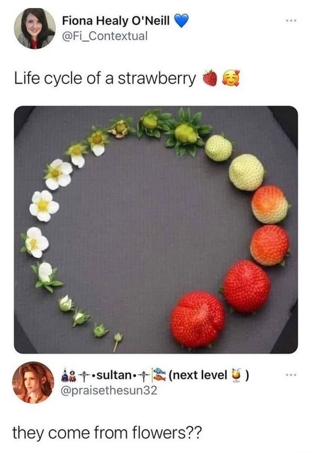 Life cycle of a strawberry they come from flowers?? iFunny