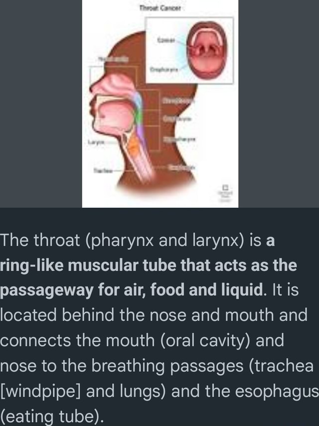 The throat (pharynx and larynx) is a ring-like muscular tube that acts ...