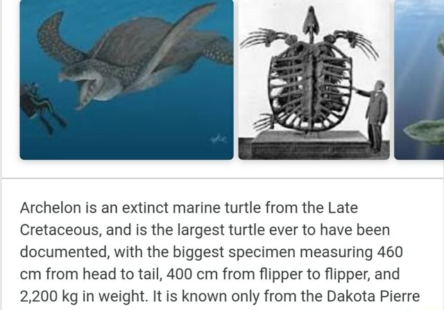 Archelon is an extinct marine turtle from the Late Cretaceous, and is ...