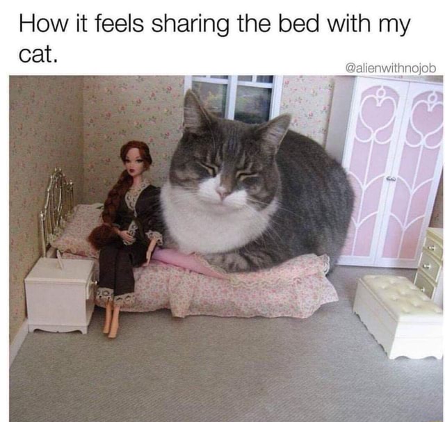 how-it-feels-sharing-the-bed-with-my-cat-ifunny