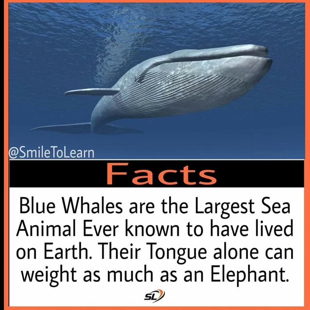 @SmileToLearn Facts Blue Whales are the Largest Sea Animal Ever known ...