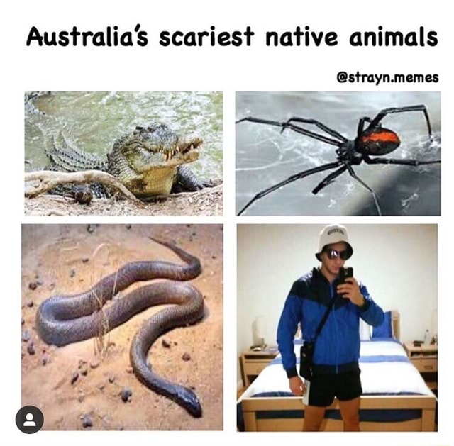 Australia's scariest native animals strayn.memes iFunny
