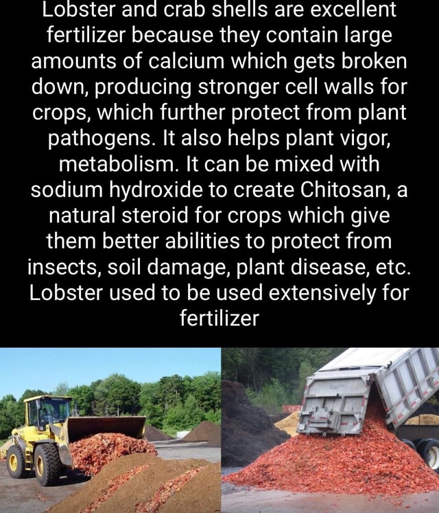 Lobster and crab shells are excellent fertilizer because they contain