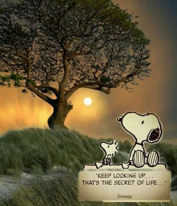 Keep Looking Up That S The Secret Of Life Snoopy America S Best Pics And Videos