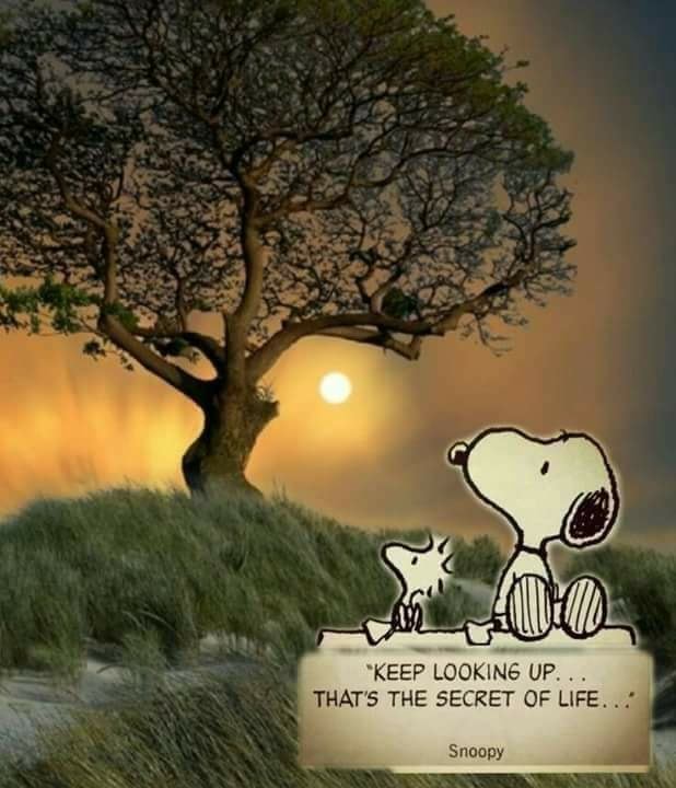 Keep Looking Up That S The Secret Of Life Snoopy America S Best Pics And Videos Keep Looking Up That S The Secret Of Life Snoopy America S Best Pics And Videos