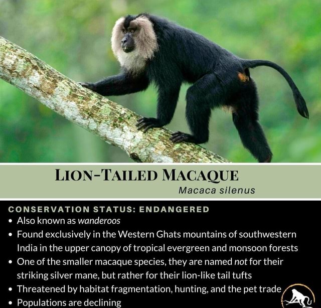 Lion-tailed Macaque Macaca Silenus Conservation Status: Endangered Also 