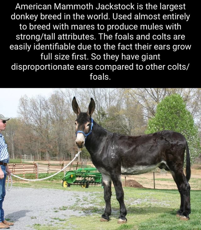 American Mammoth Jackstock is the largest donkey breed in the world ...