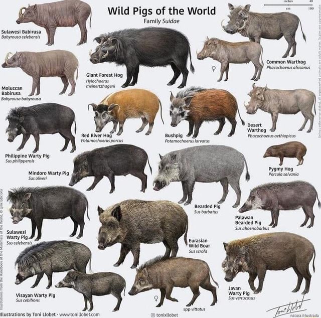 wild-pigs-of-the-world-family-suidae-sulawes-babirusa