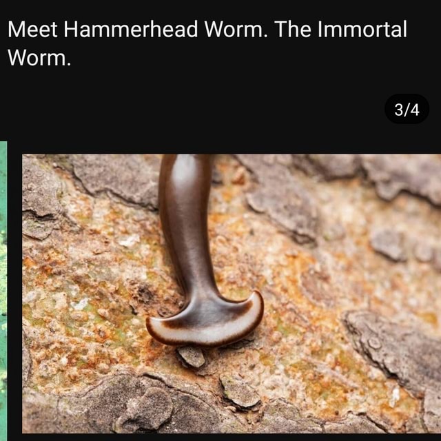Meet Hammerhead Worm. The Immortal Worm. America’s best pics and videos