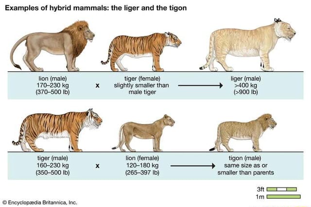 Examples of hybrid mammals: the ger and the tigon lion (male) tiger ...