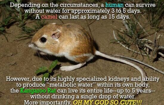 Depending on the circumstances, a human can survive without water