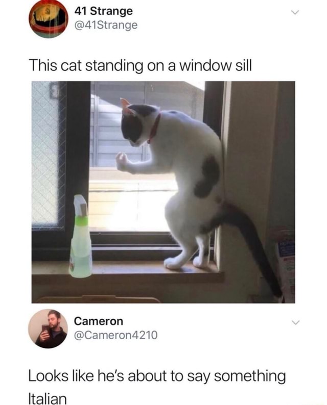 This cat standing on a window sill Looks like he’s about to say ...